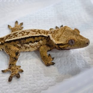 Normal Tangerine Quad Tri