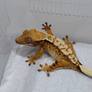 텐저린 트라이