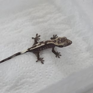 세이블 아잔틱