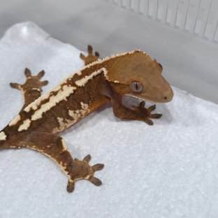세이블