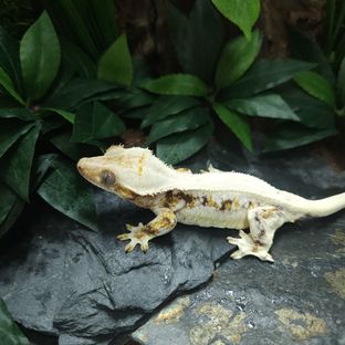 엘사