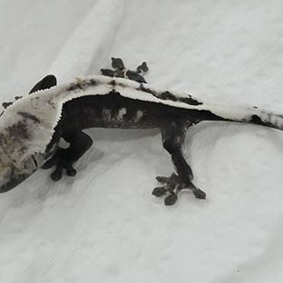 세이블 아잔틱