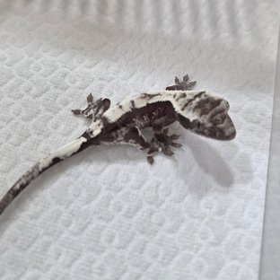 세이블 아잔틱
