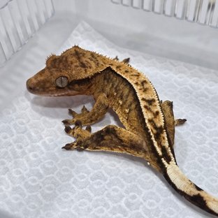 100% Het Axanthic