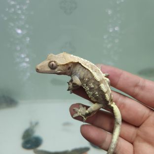 동배