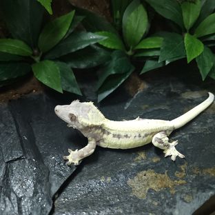 스칼렛
