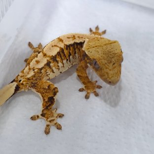 트라이