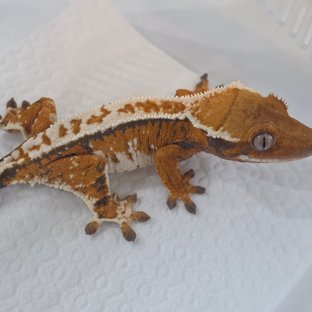 Normal Tri Tangerine