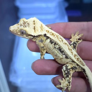 노멀 쿼드 트라이