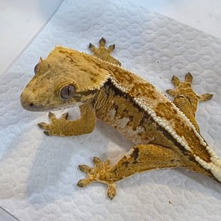 Normal Tri Tangerine