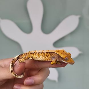 레이지 트라이