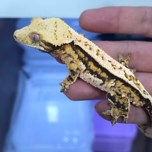 Normal Quad Full Pinstripe