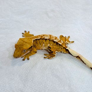 Normal Tri Tangerine