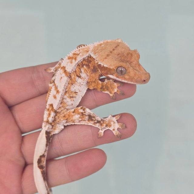 Tri Tangerine