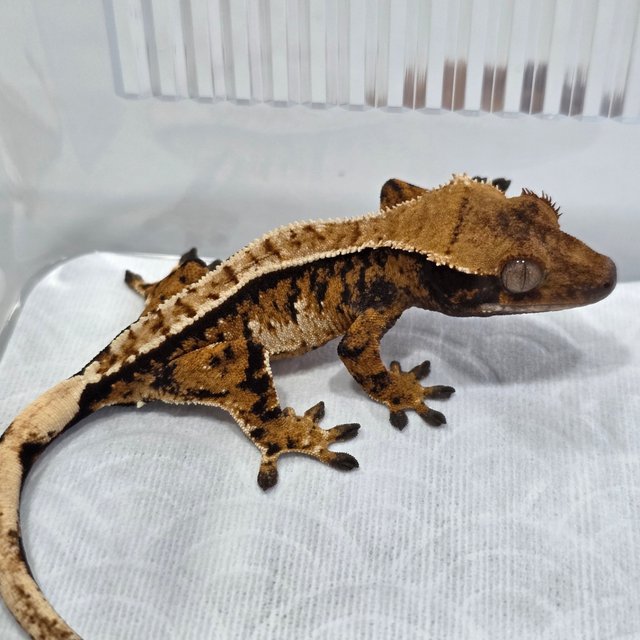 Normal Tri Tangerine