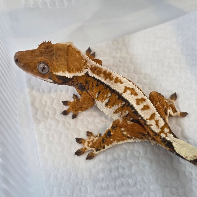 Normal Tri Tangerine