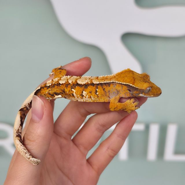 레이지 트라이