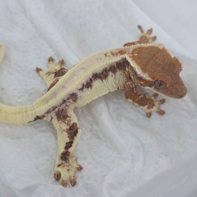 프라푸치노