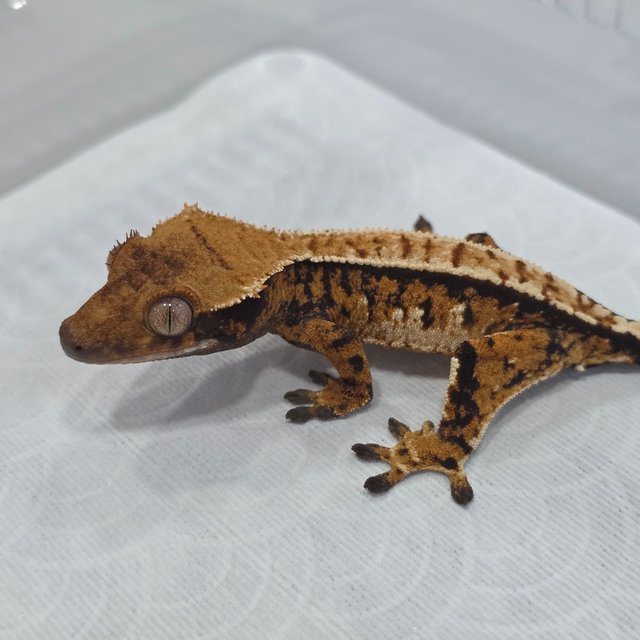 Normal Tri Tangerine