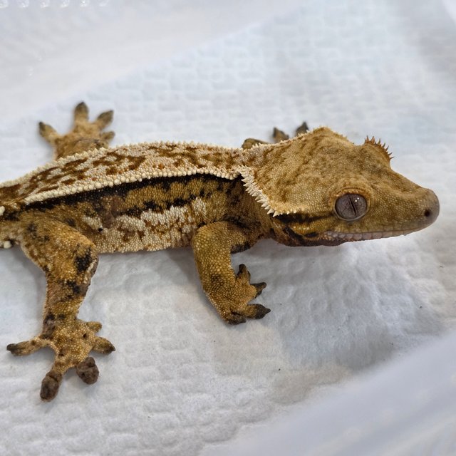 Normal Tangerine Quad Tri