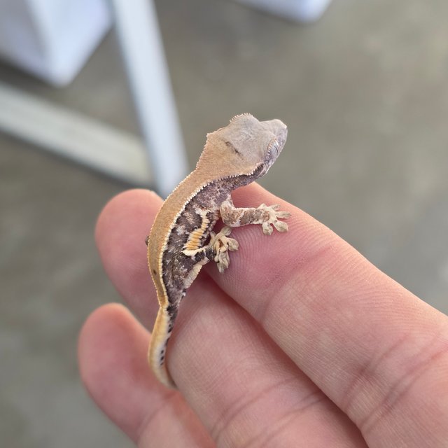 릴리화이트 100%헷초초