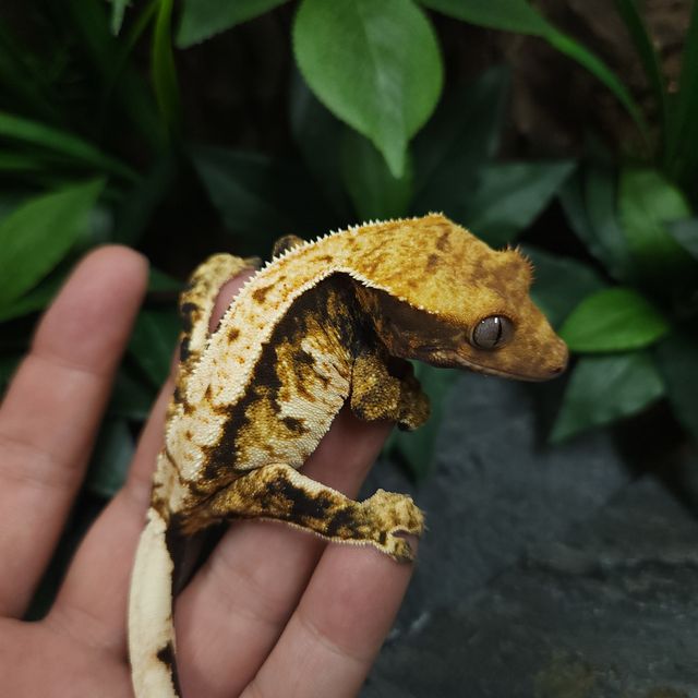 트라이