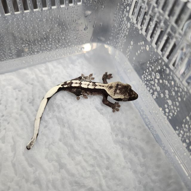 아잔틱