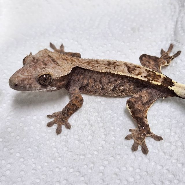 세이블