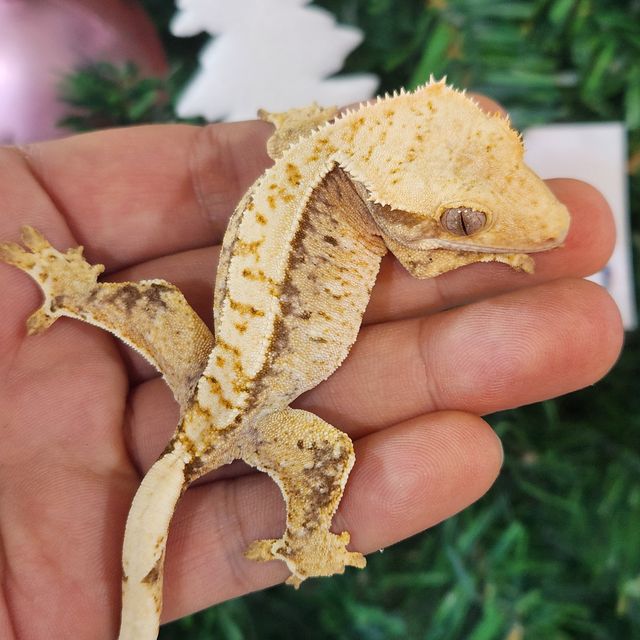 트라이