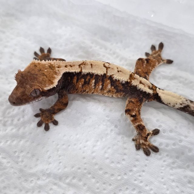 세이블