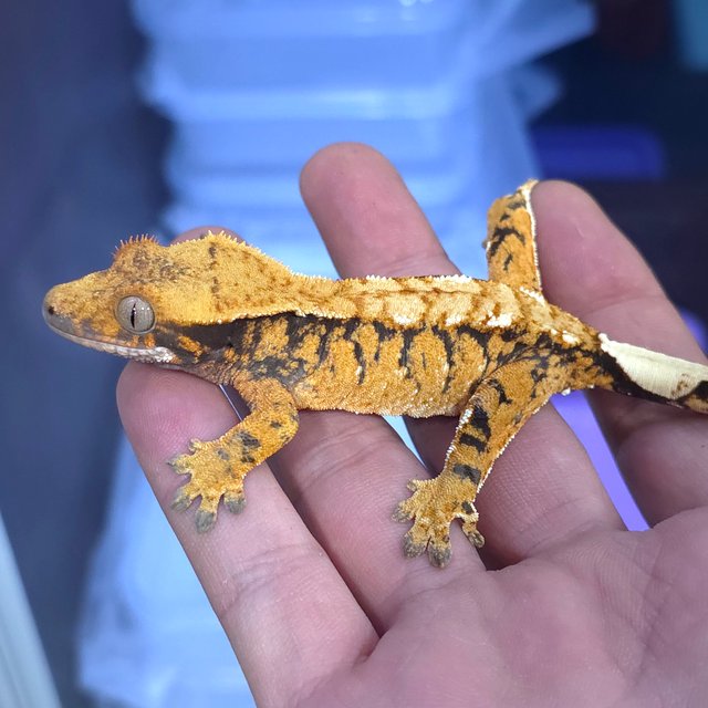 노멀 트라이 텐저린