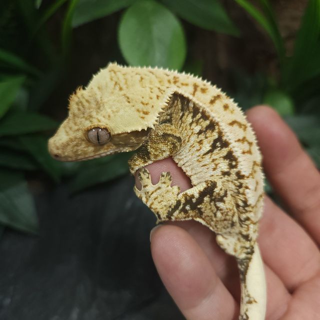 트라이