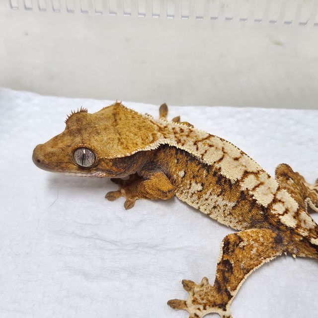 트라이