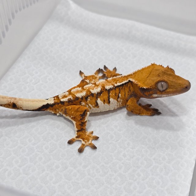 Tangerine Tri Normal