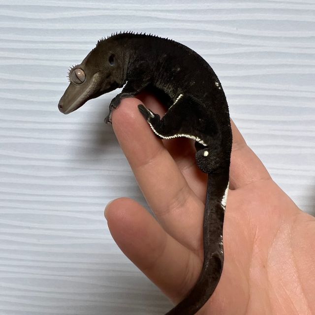 아잔틱