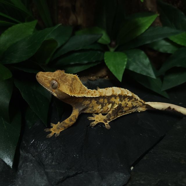 트라이