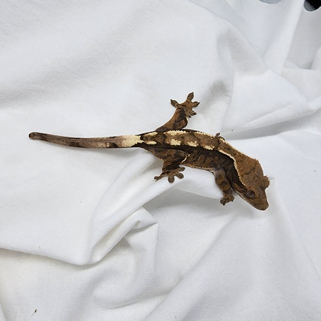 Sable 100% Het Axanthic