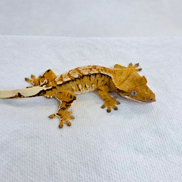 노멀 트라이 텐저린