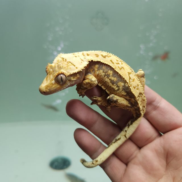 레이지 트라이