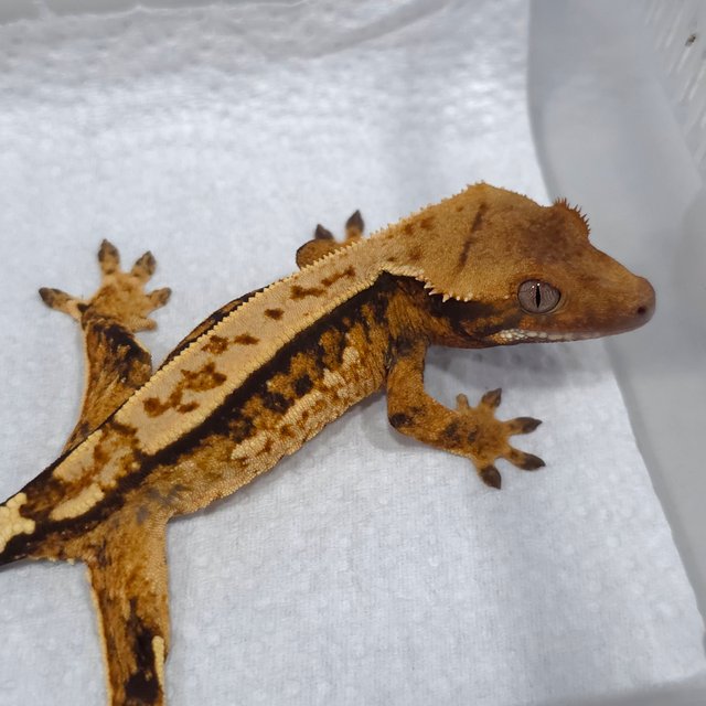 텐저린 쿼드 트라이