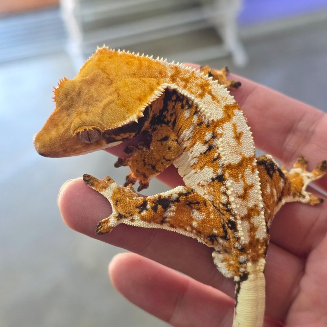 Normal Tri Tangerine