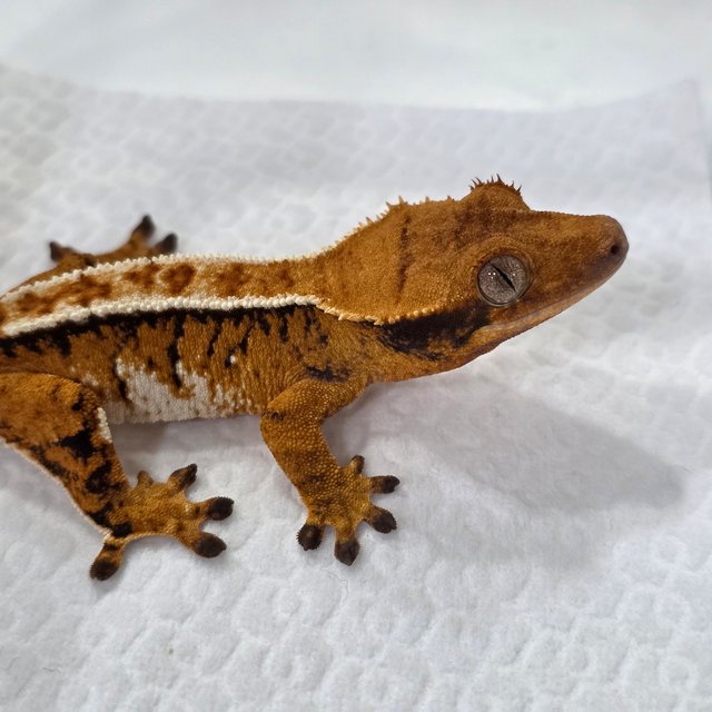 노멀 텐저린 트라이