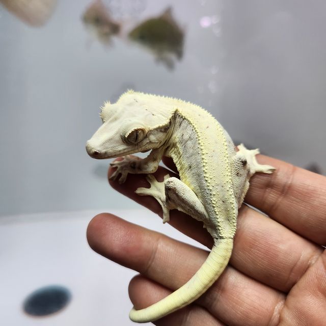 레이지 릴리화이트