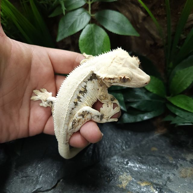 레이지 판다 릴리화이트