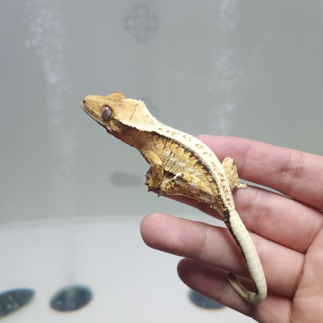 트라이 레이지