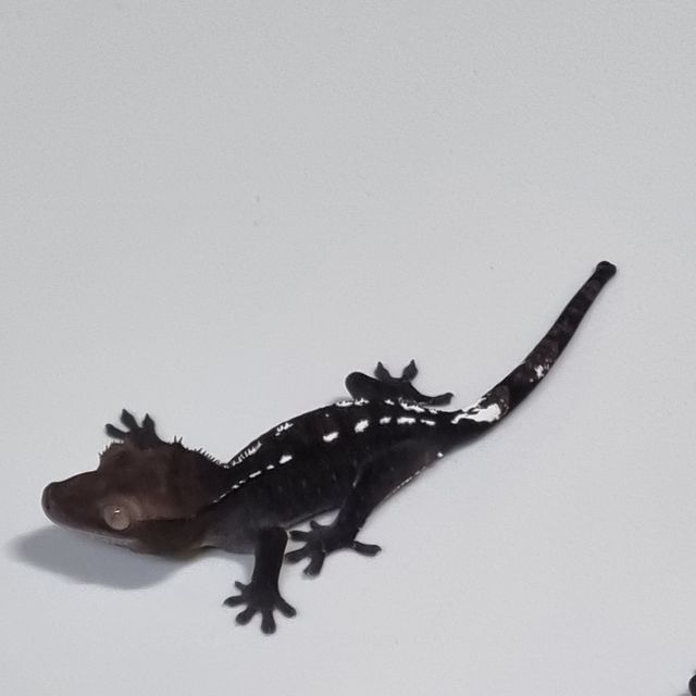 Axanthic