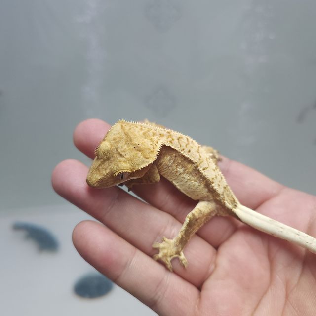익스트림할리퀸 레드