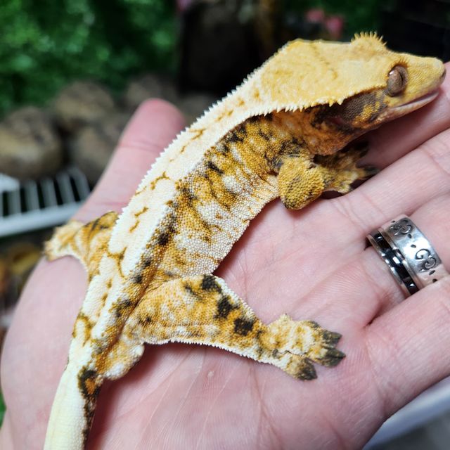 트라이