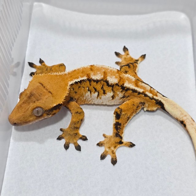 Normal Tangerine Tri
