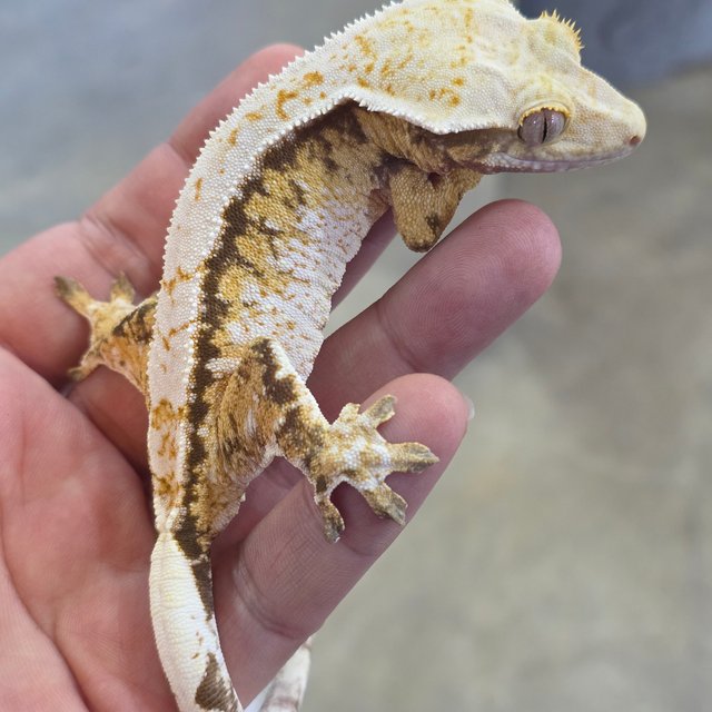 Normal Tri